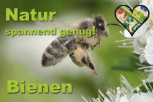 Artikelbilder_Natur_spannend_genug_Bienen