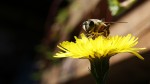 Bienen_Mariahof_001