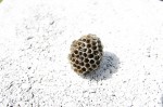 Bienen_Mariahof_002