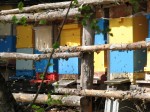 Bienen_Mariahof_003