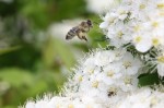 Bienen_Mariahof_004